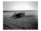 Tekoa  Four-Horse Team  1915