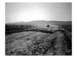 Flock of Sheep Near Ellensburg  WA  1912