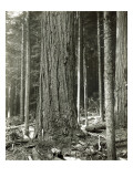 Mount Rainier Road  Large Fir Trunk  1914