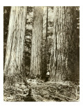 Cedar on Left  Douglas Fir on Right  Undated