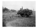 Wheat Farming  Circa 1910