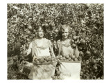 Girls with Apple Harvest  Yakima  1928