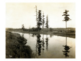 Treaty Trees at Medicine Creek  1924