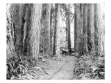 Carriage in the Woods