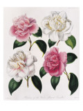 Blooms of Various Flowered Camellia