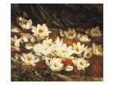 Waterlilies