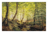 A Forest Glade