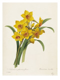 Narcissus