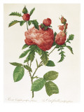 Rosa Centifolia Prolifera Foliacea