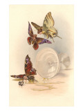 Drunken Butterflies