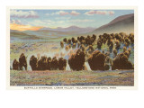 Buffalo Stampede  Yellowstone National Park
