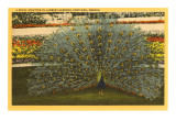 Peacock  Portland  Oregon