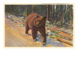 Bear in the Adirondack  New York