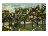 Rose Garden  Portland  Oregon