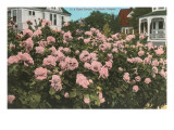 Rose Garden  Portland  Oregon