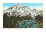 Phlox on Mt Rainier  Washington
