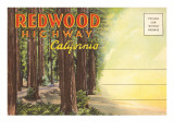 Postcard Folder  Redwood Highway  California