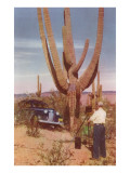 Man Photographing Saguaro