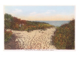 Road to the Spring  Nantucket  Massachusetts
