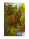 Bear in the Adirondacks  New York
