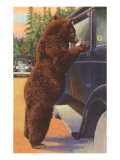 Bear at Car Window