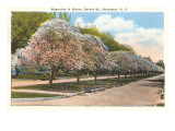 Magnolias in Bloom  Rochester  New York