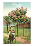 Girl Standing by Rose Trees  Portland  Oregon