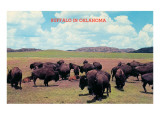 Buffalo in Oklahoma