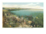 Pond and Wildflowers  Nantucket  Massachusetts