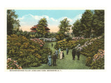 Rhododendrons  Highland Park  Rochester  New York
