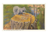 Squirrel  Catskills  New York