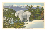 Rocky Mountain Goat  Glacier Park  Montana