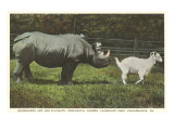 Rhino and Goat  Zoo  Philadelphia  Pennsylvania