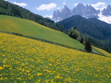 Dolomites Mountains and Wild Yellow Flowers  Villnoss / Val Di Funes  Trentino  Italy
