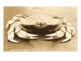 Giant Crab from Oregon