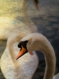 Three Swans Swimming on Lake
