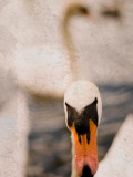 Two Swans Swimming on Lake