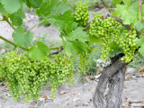 Grapes on Vine in a Vineyard  Bordeaux  France