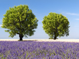 Two Trees in a Lavender Field  Provence  France