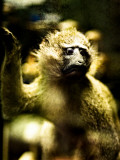 A Taxidermy Tree Monkey