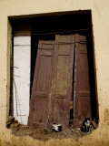 Derelict Wooden Doors with Cats