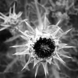 Thistle II