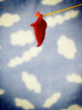 Elf Little Shoe