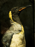 A Taxidermy King Penguin