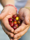 Colombia  Caldas  Manizales  Chinchina  Hacienda De Guayabal  Coffee Worker Holding Coffee Cherries