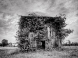 A Vines Place