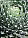 Queen Victoria Agave