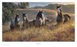 Amazing Grays III