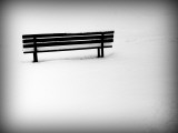 Photobird