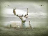 The White Stag